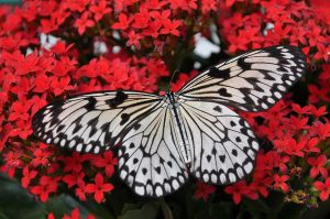 A black and white butterfly on top of small red flowers. | Fun activities in St. Louis, MO.
